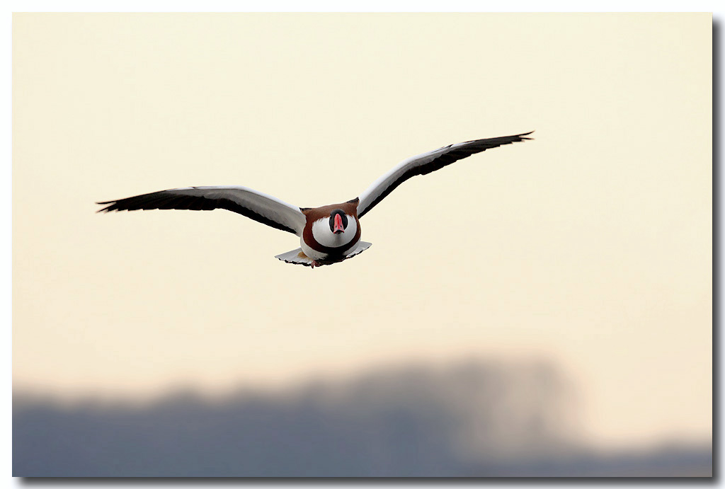 Shelduck