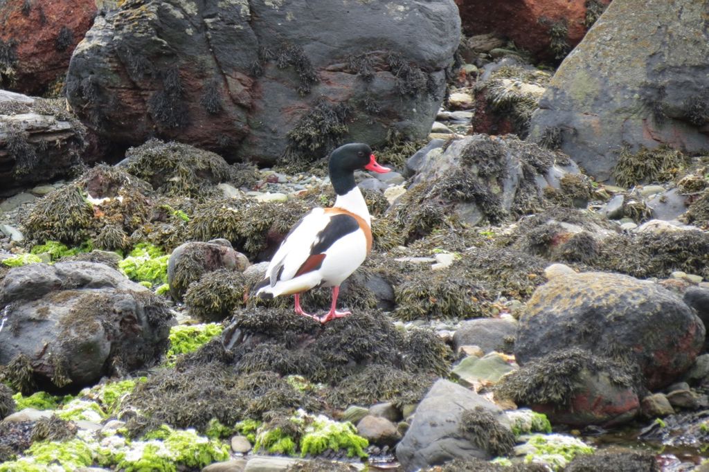 Shelduck