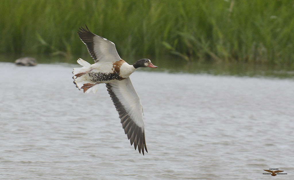 Shelduck