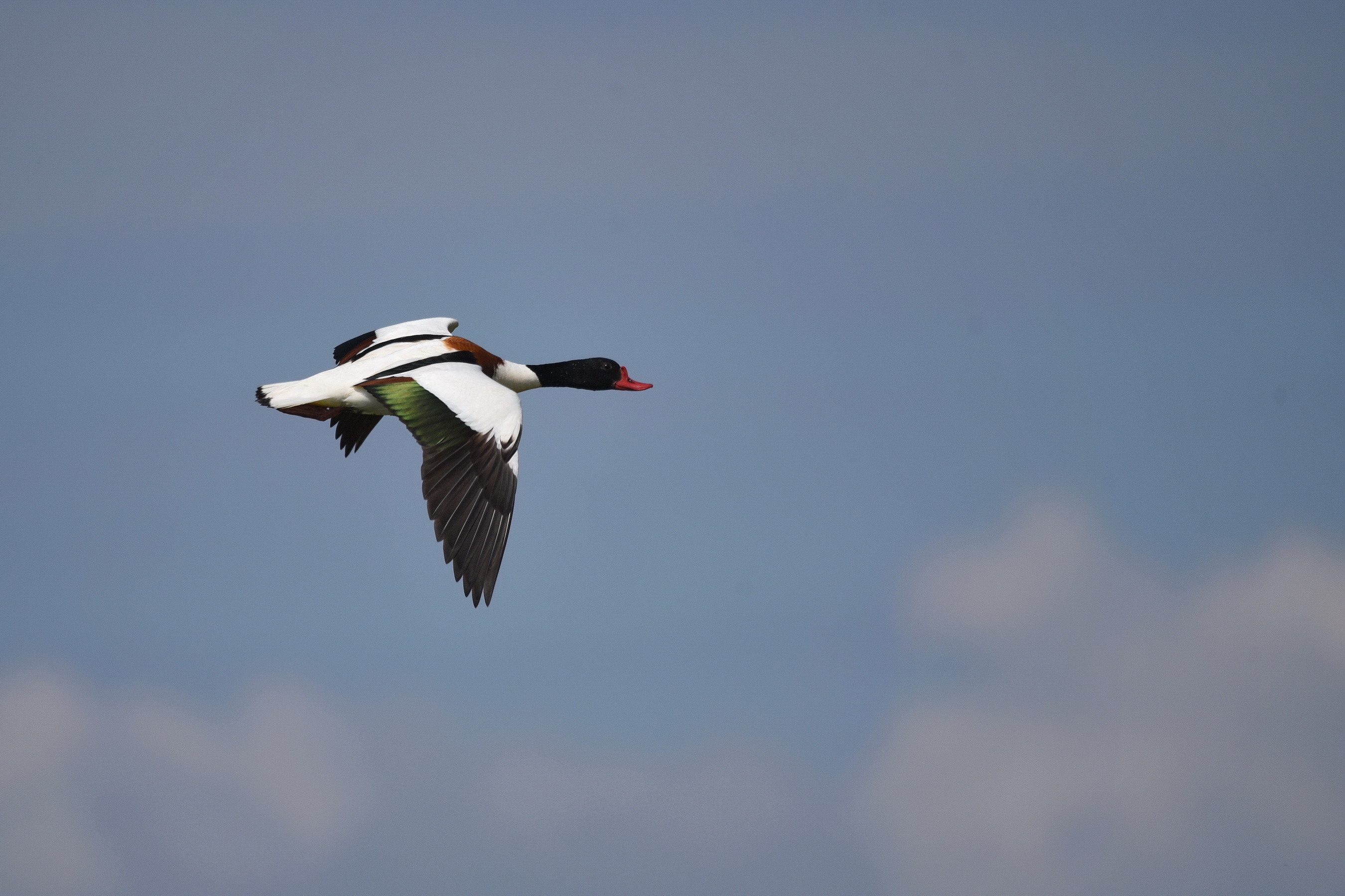 Shelduck