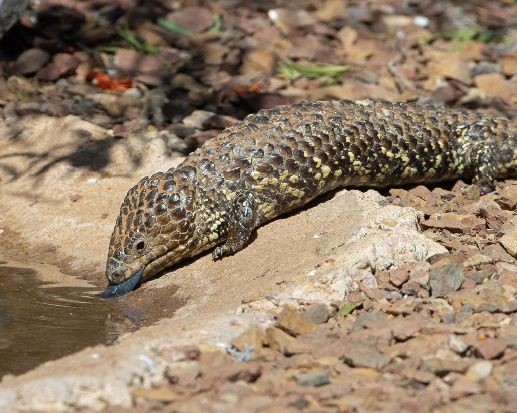 Shingleback Lizard