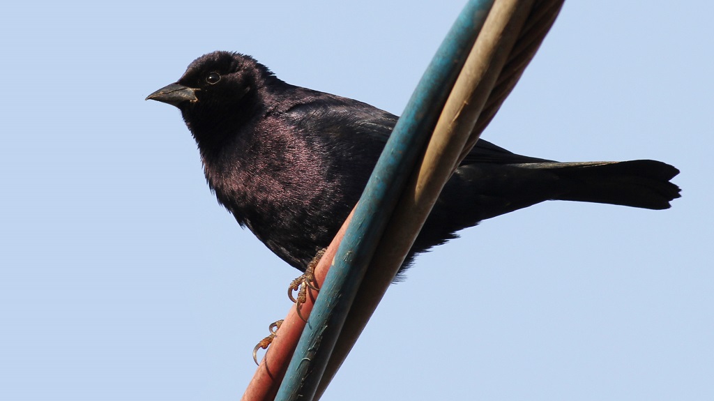 shiny cowbird