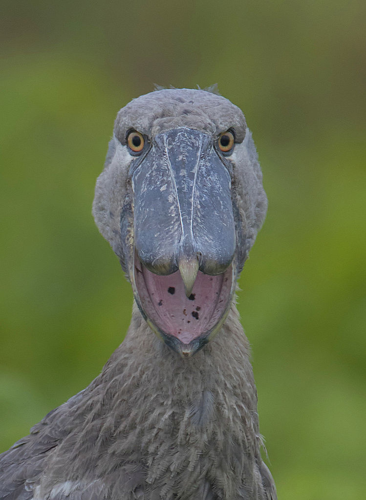 Shoebill stork