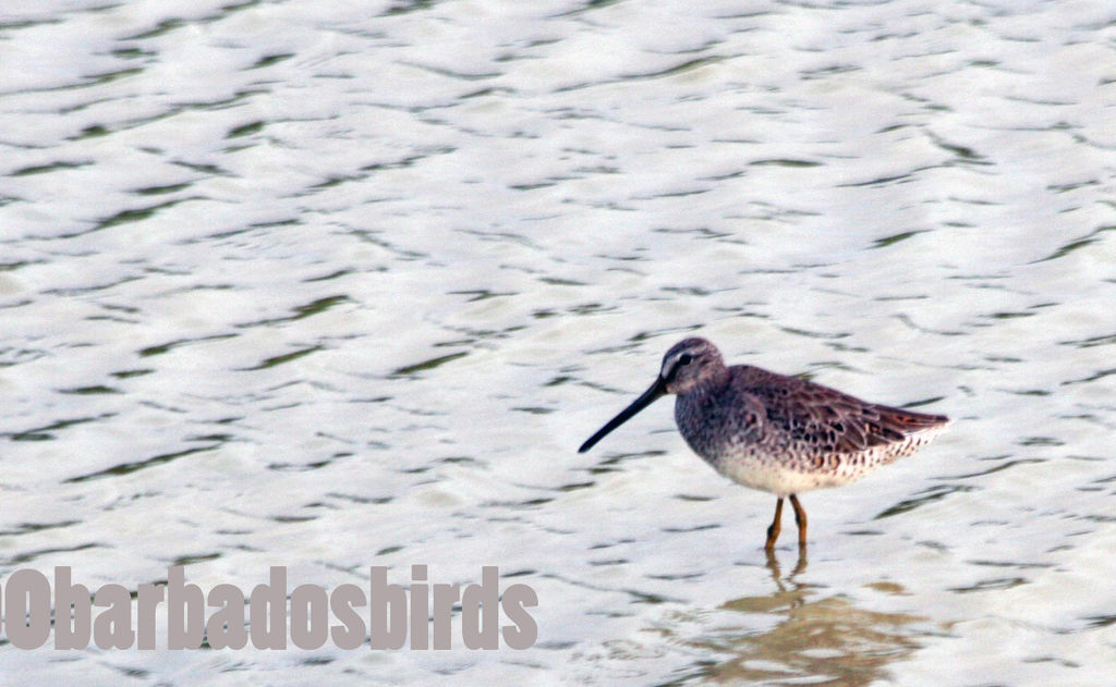 Short-billed Dowitcher