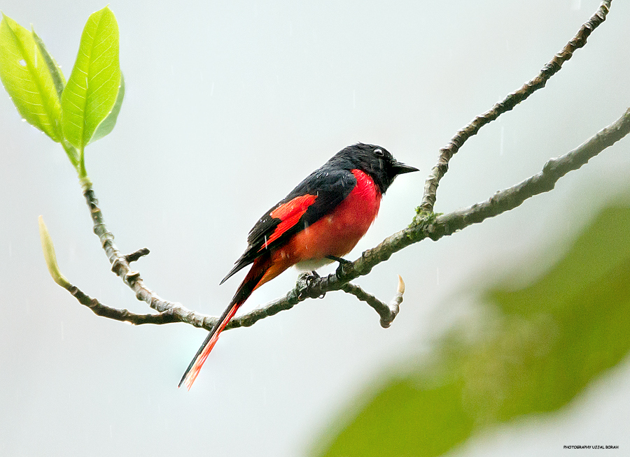 short billed minivet