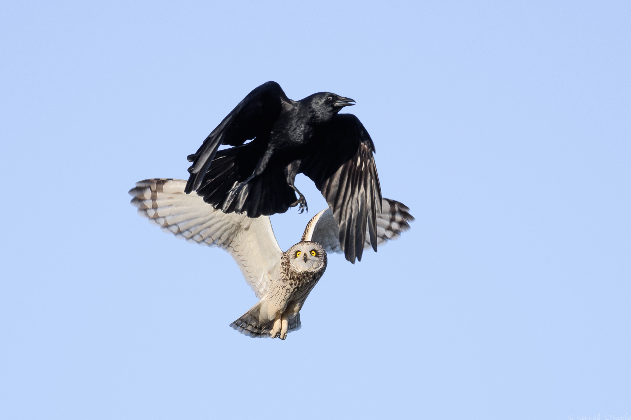 Short-Eared Owl Chasing Off Crow