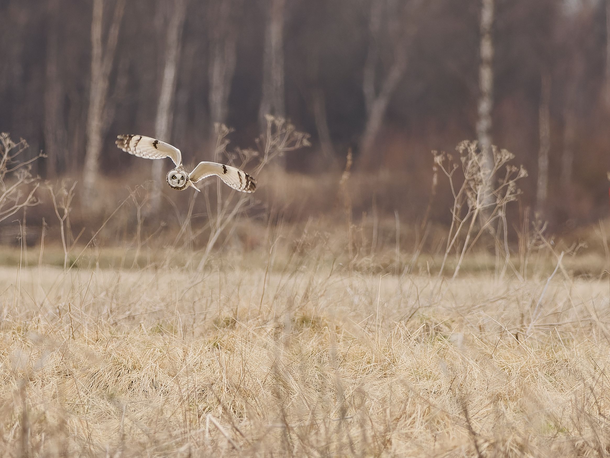 Short-eared owl in flight