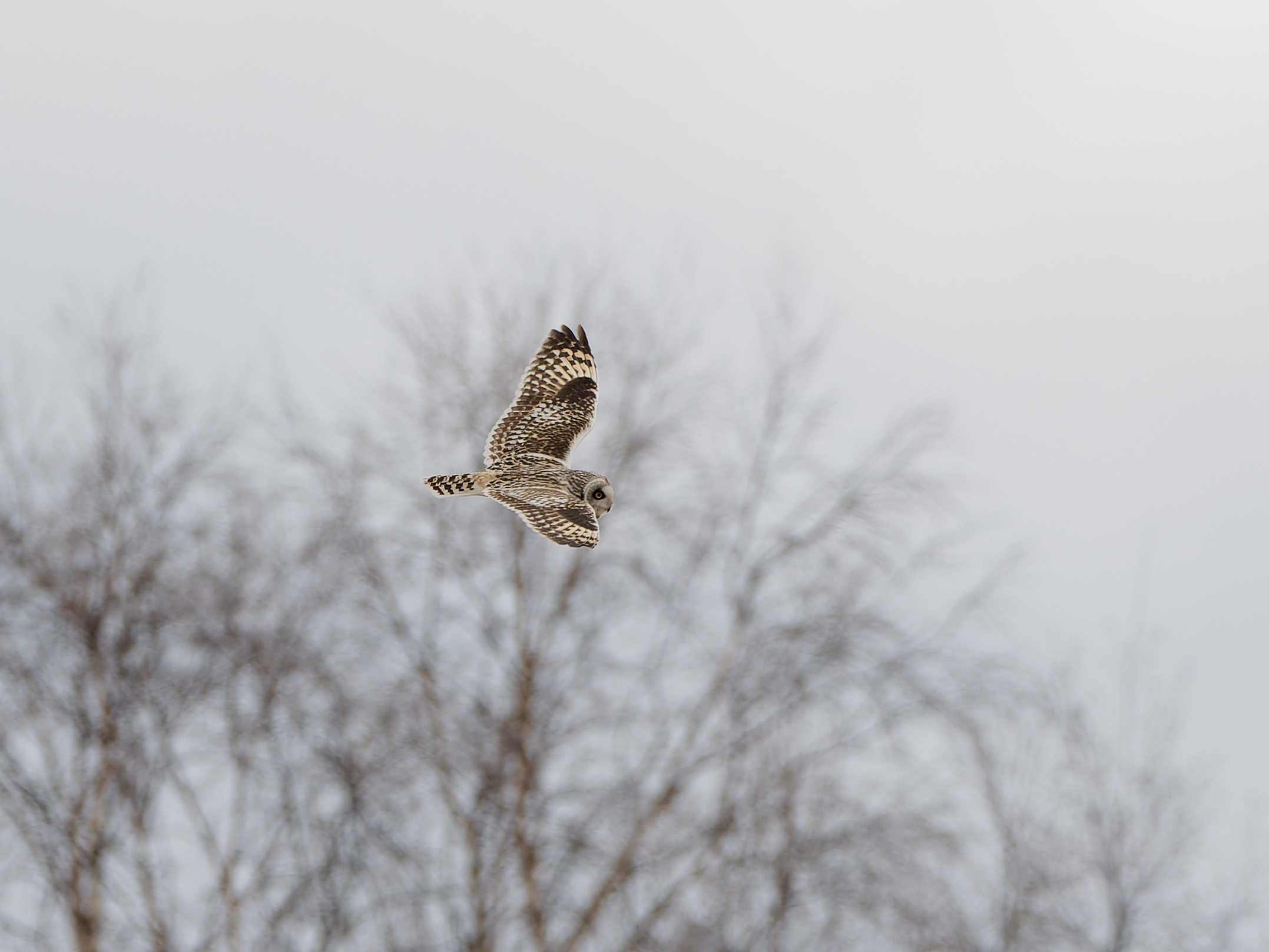 Short-eared owl in flight