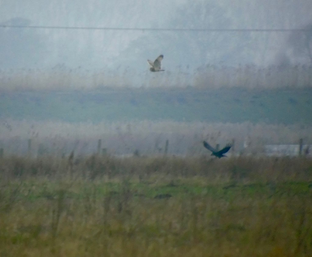 Short-eared owl mobbed by crow