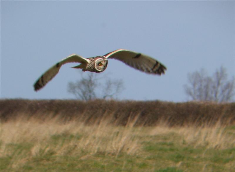 Short Eared Owl