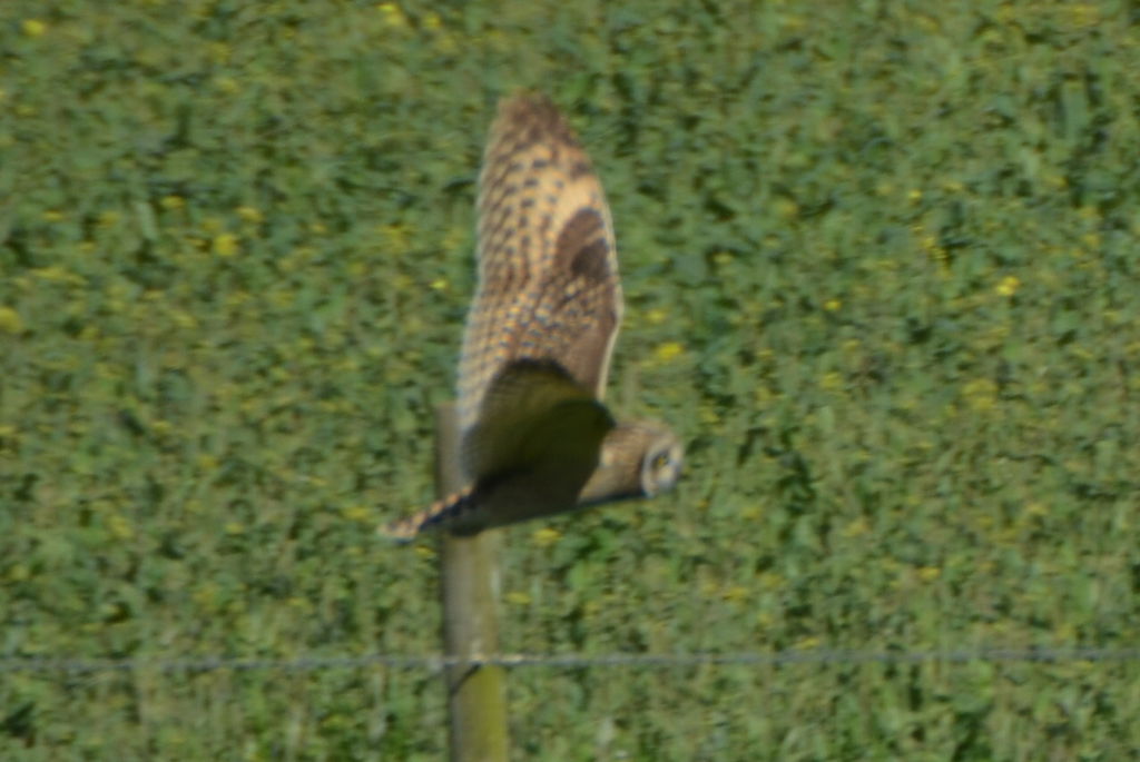 Short-eared Owl