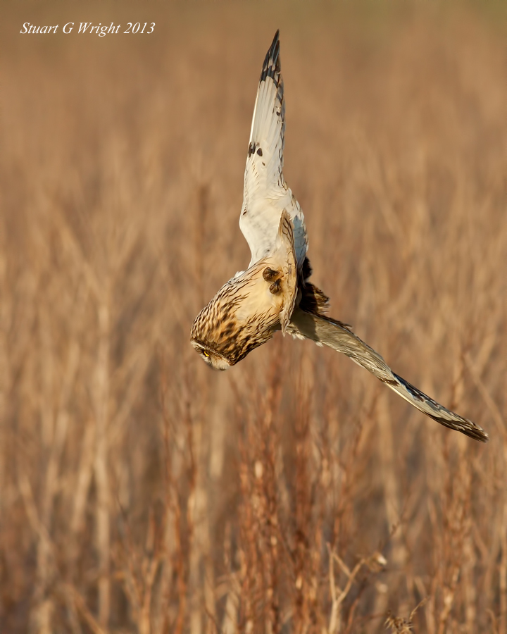 Short Eared Owl