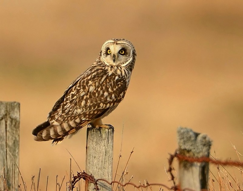 short-eared owl