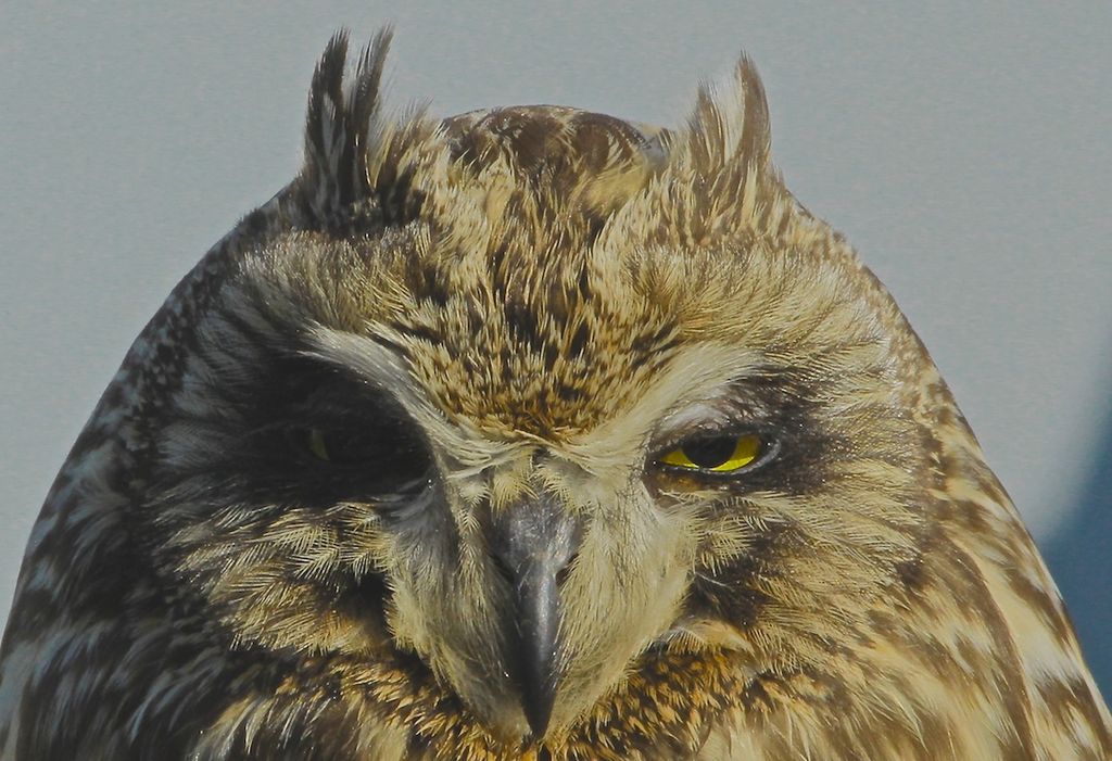 Short-eared Owl