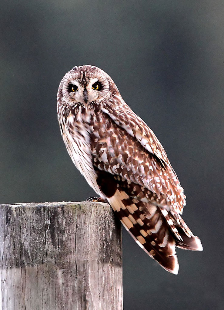 Short-eared Owl