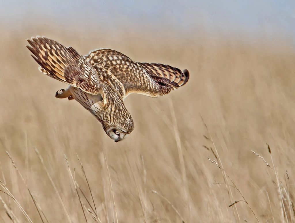 Short Eared Owl