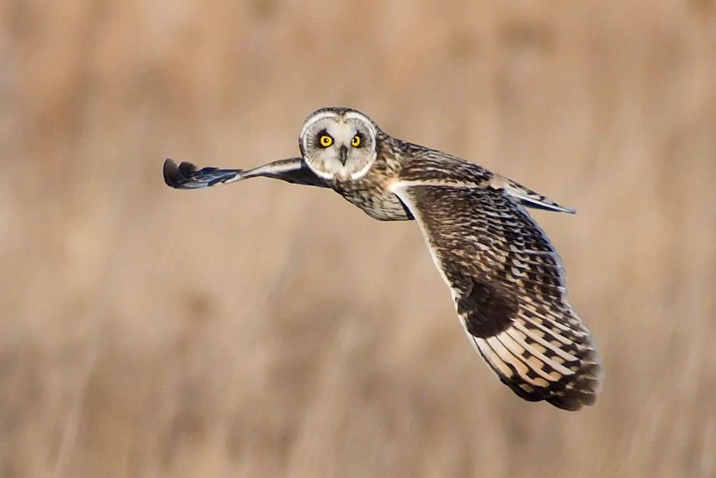 Short eared owl