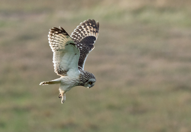 Short eared Owl