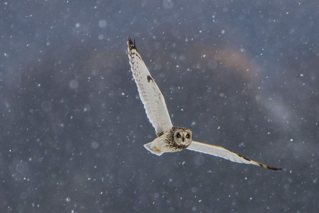 Short eared owl