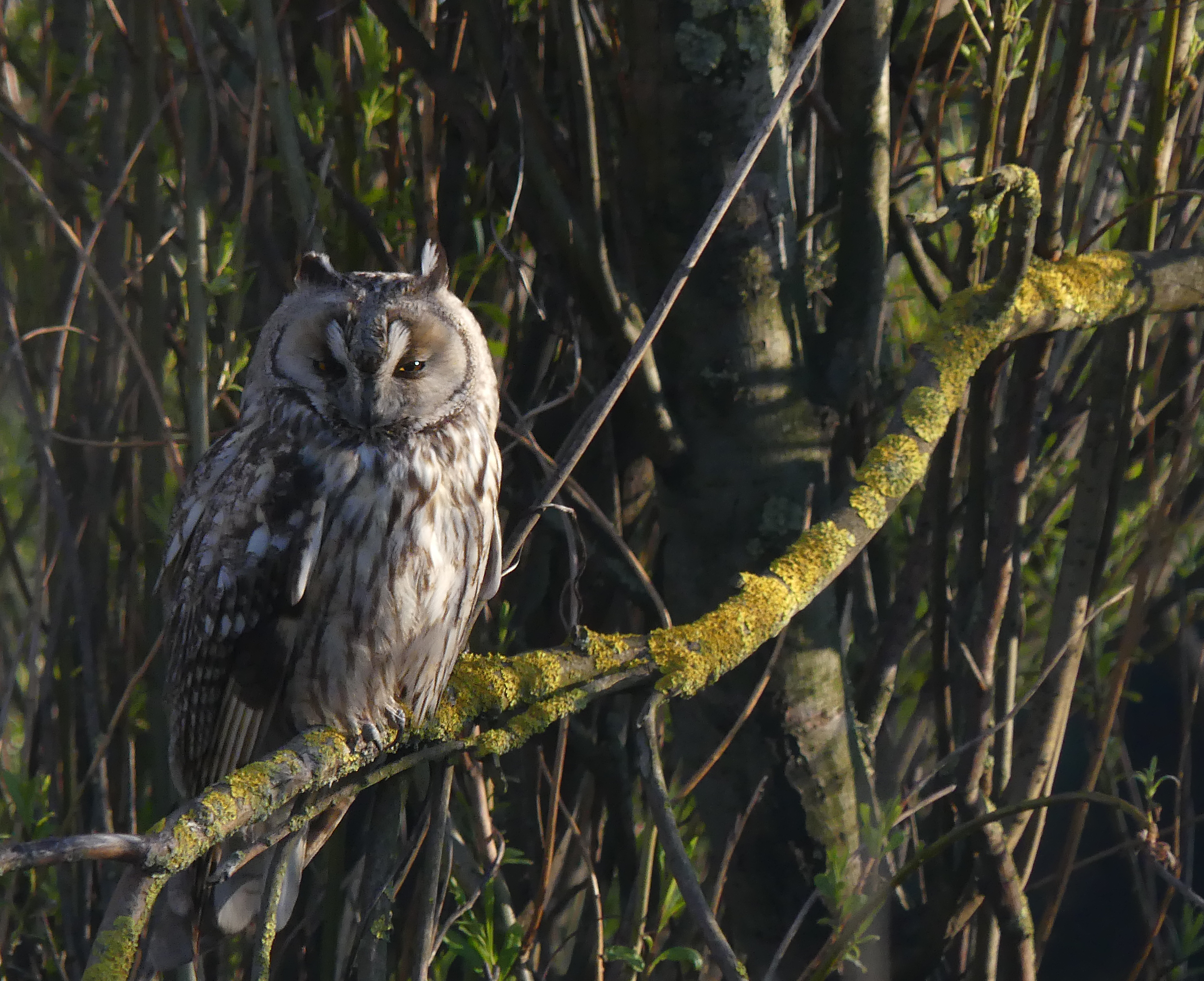 Short-eared Owl