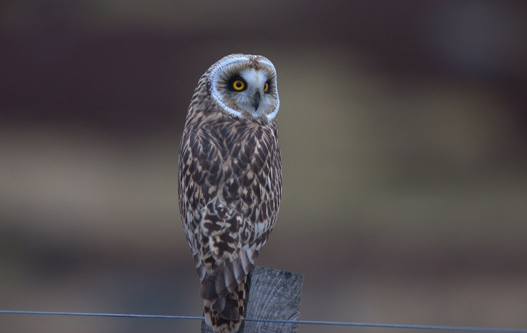 Short eared owl