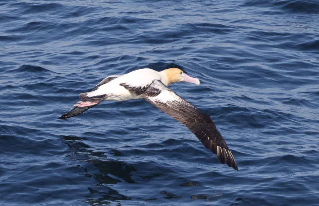 Short-tailed Albatross