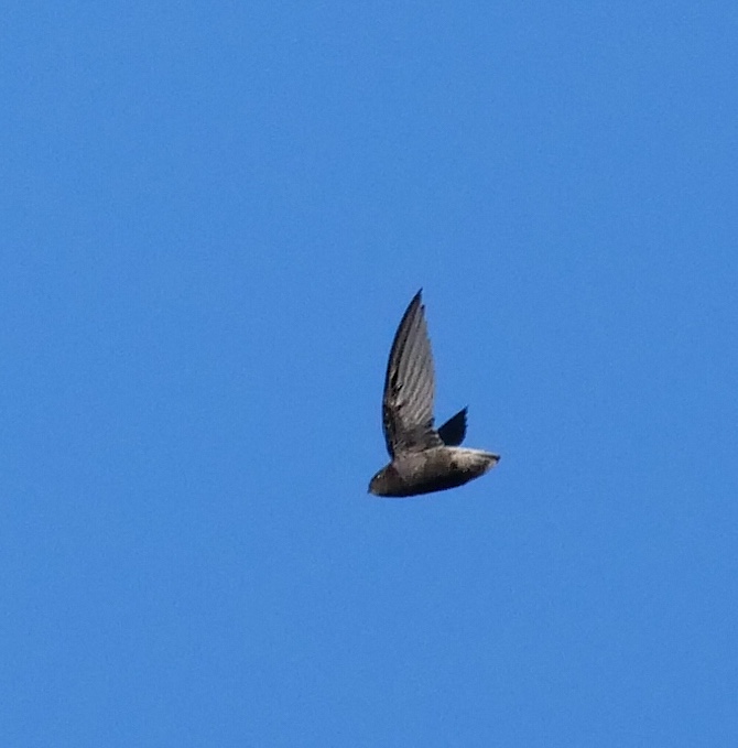 Short-tailed Swift