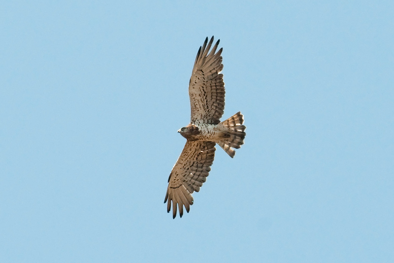 Short-toed Eagle