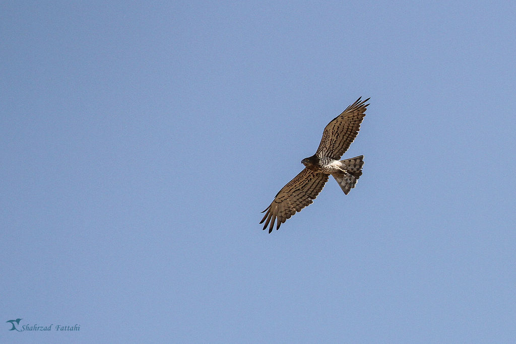 Short-toed Eagle