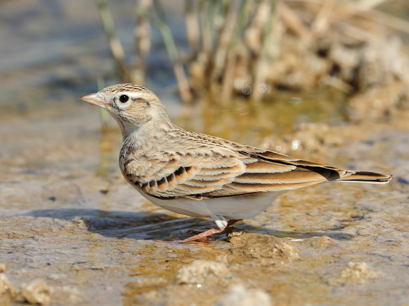 Short-toed lark