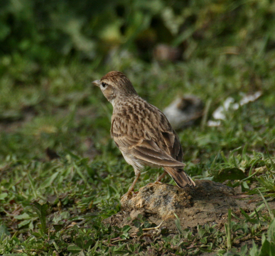 Short-toed Lark