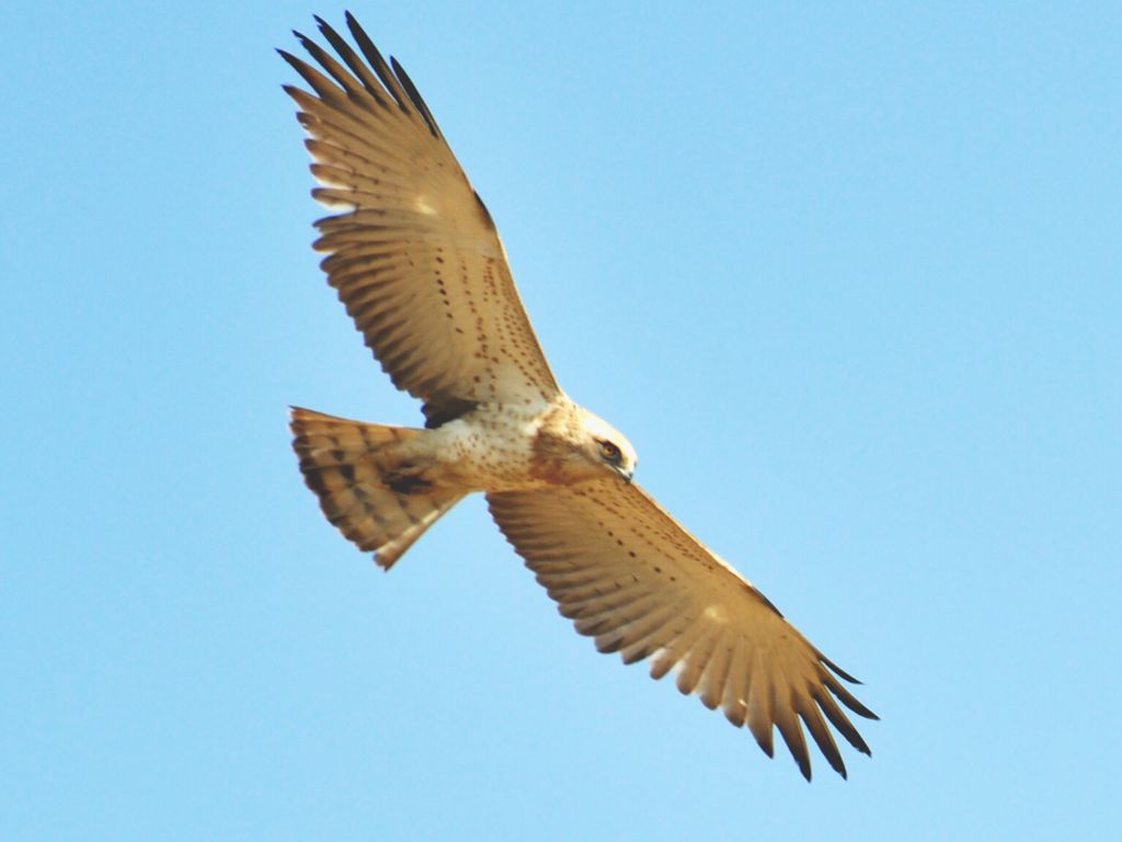Short Toed Snake eagle in flight