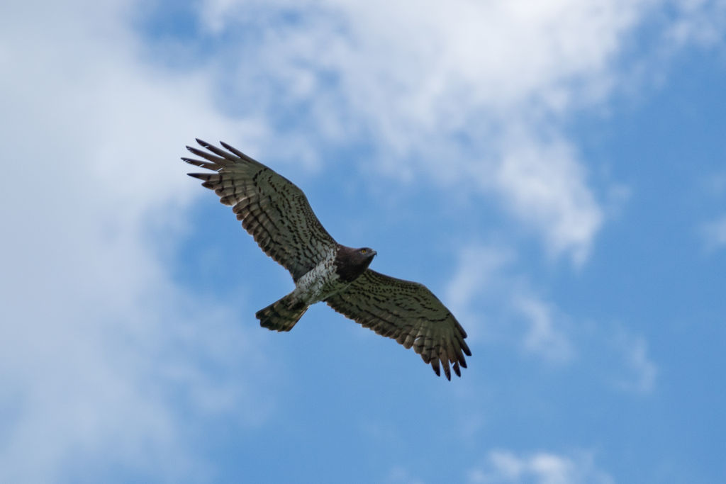 Short-toed Snake Eagle