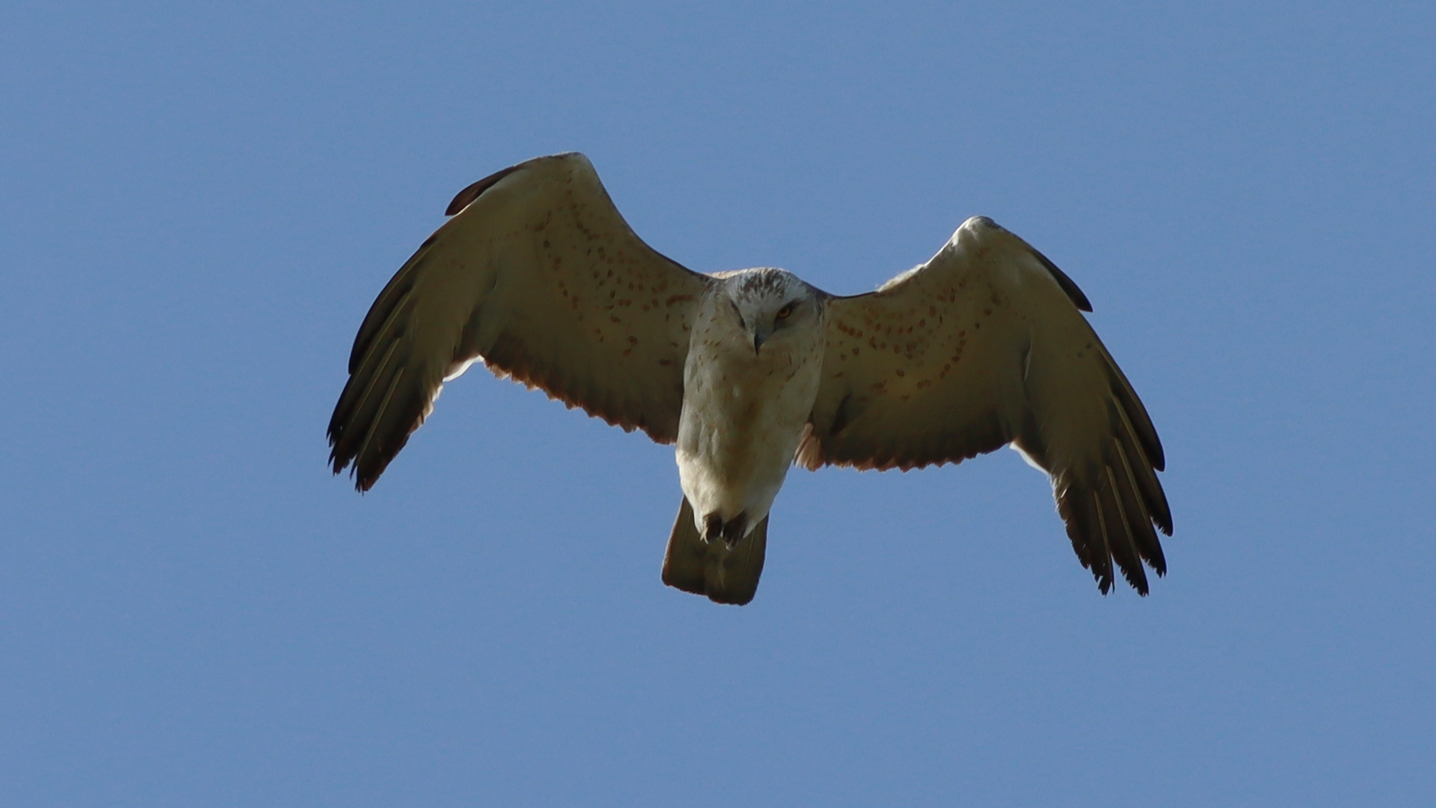 short-toed snake eagle