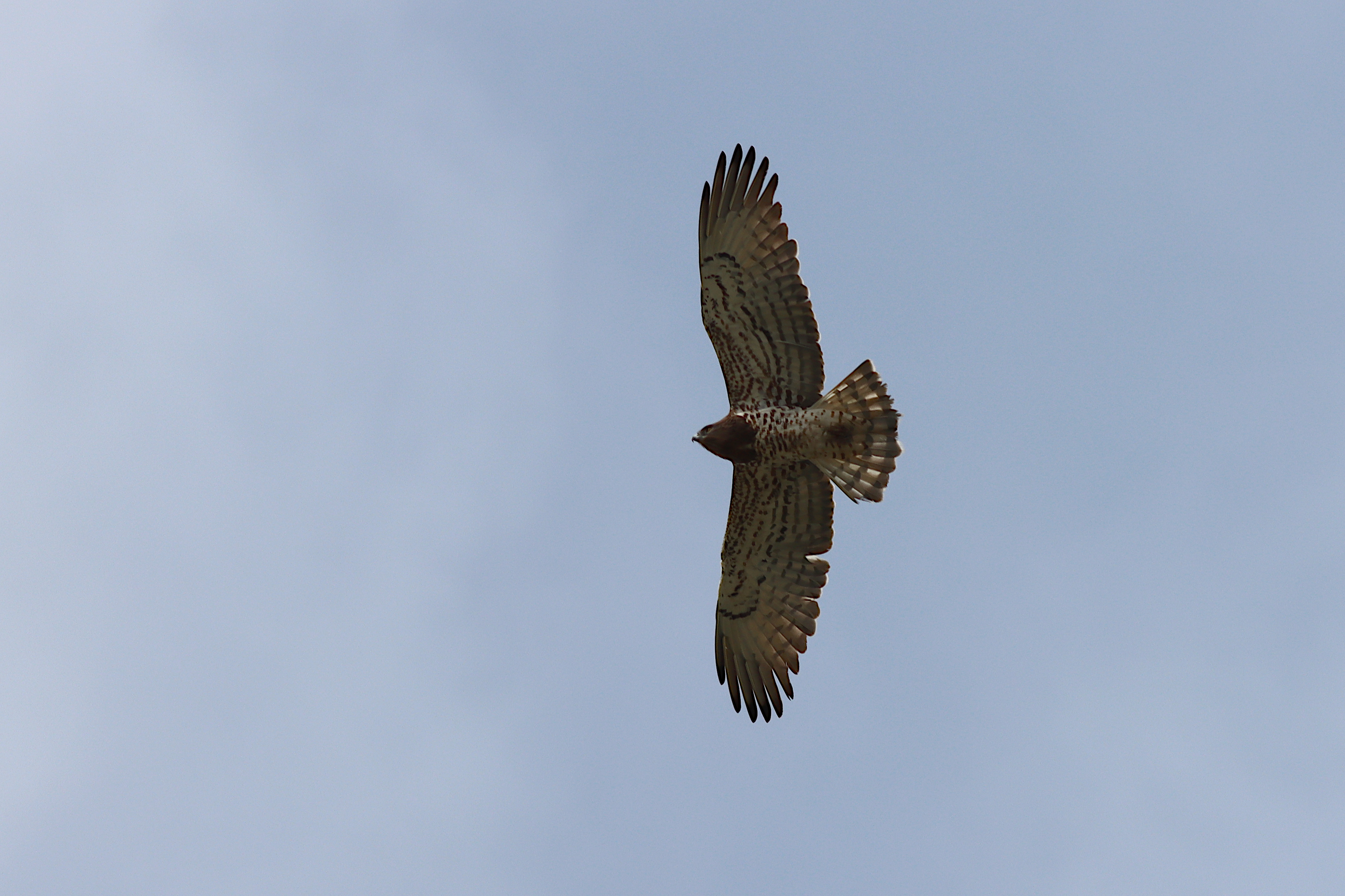 short-toed snake eagle