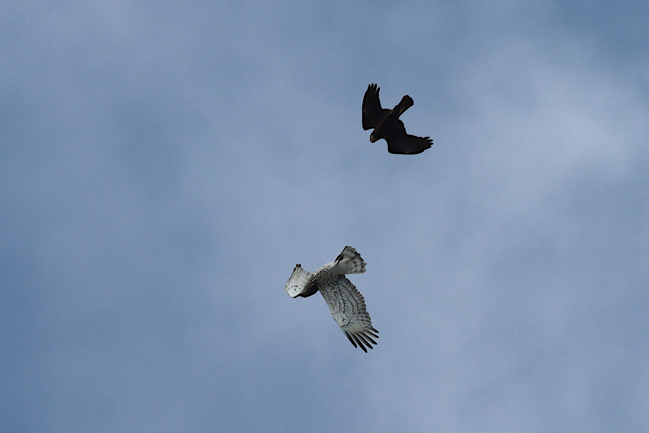 short-toed snake eagle