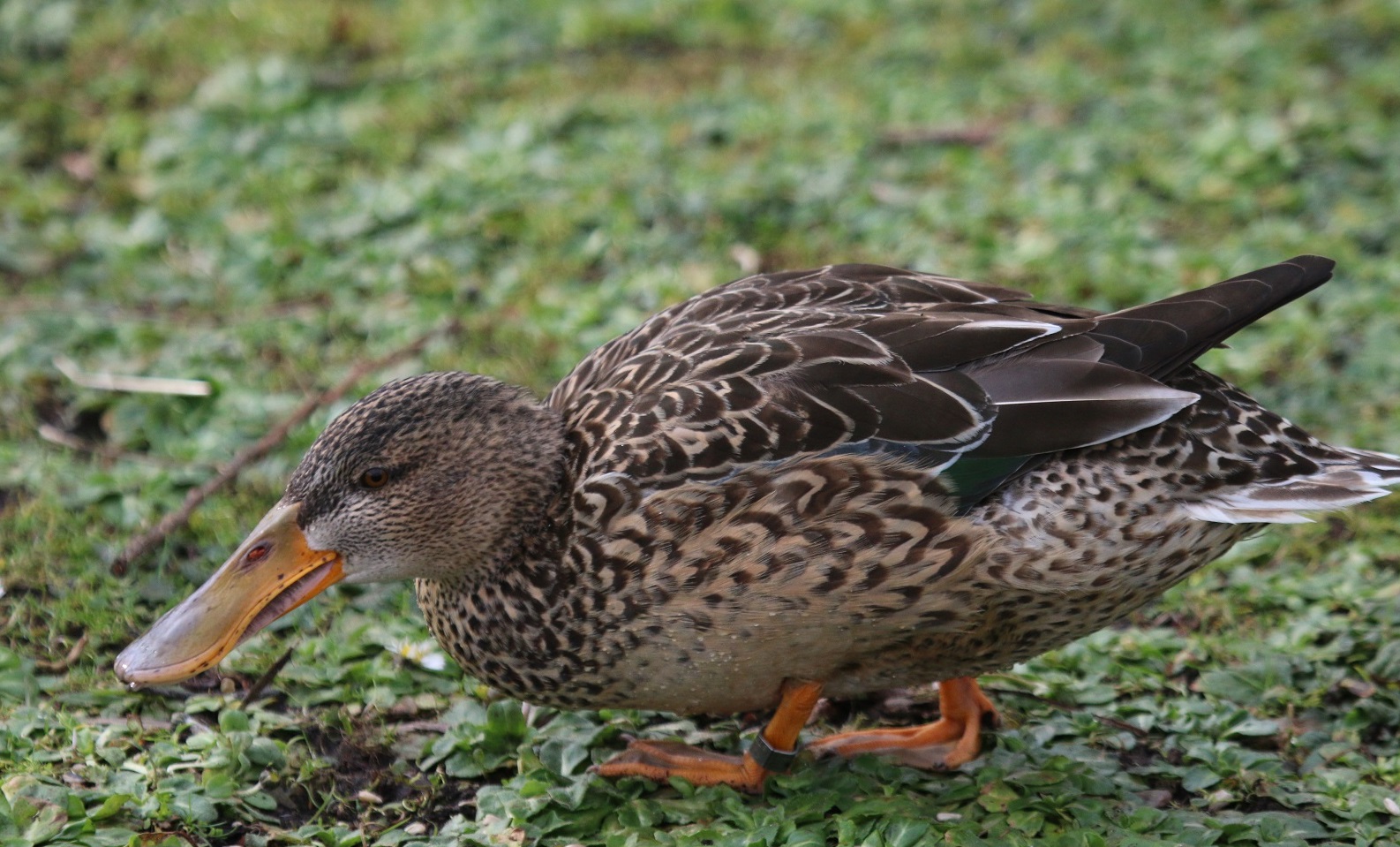 Shoveler (F)