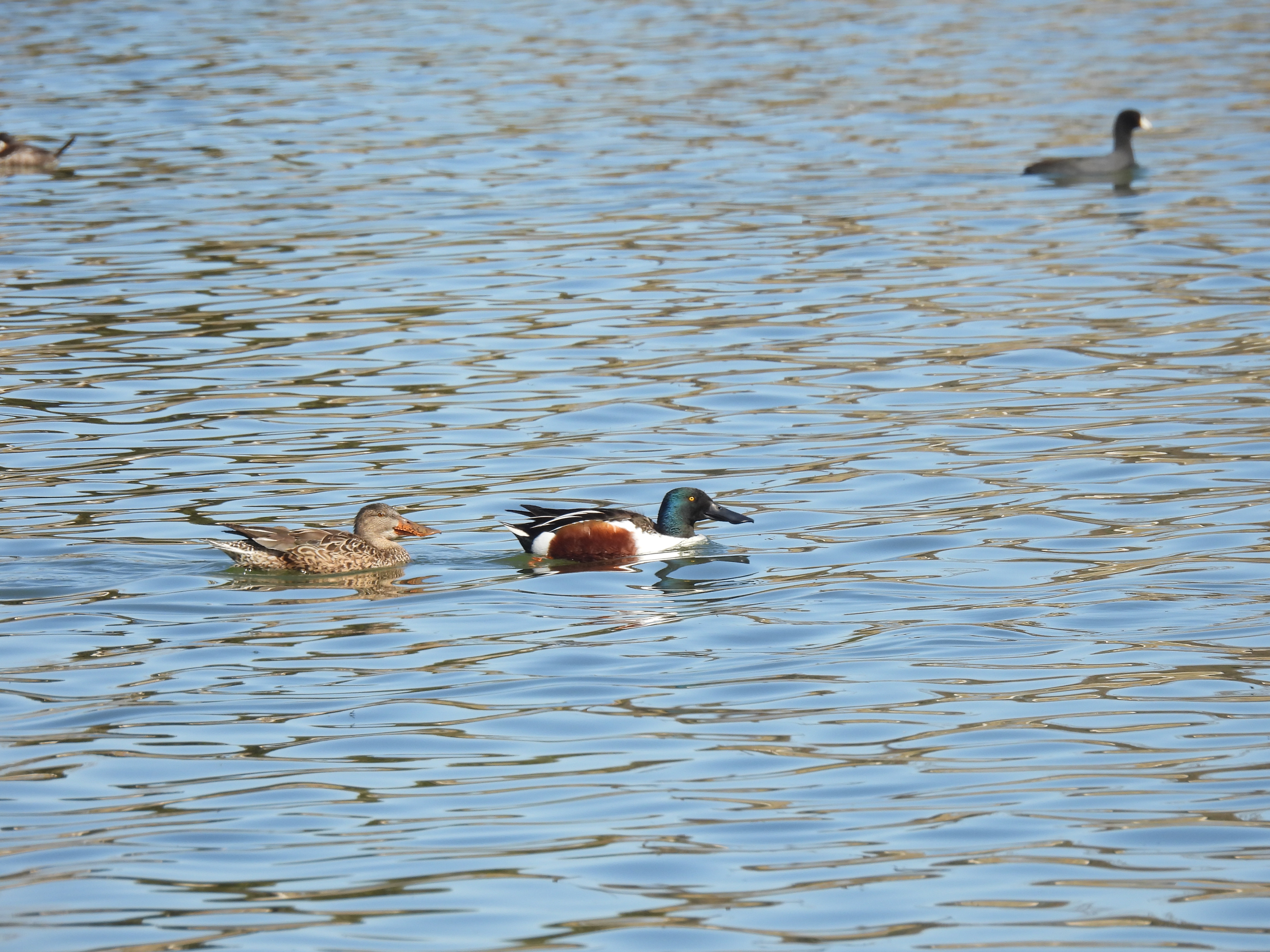 Shoveler Sexual Dimorphism