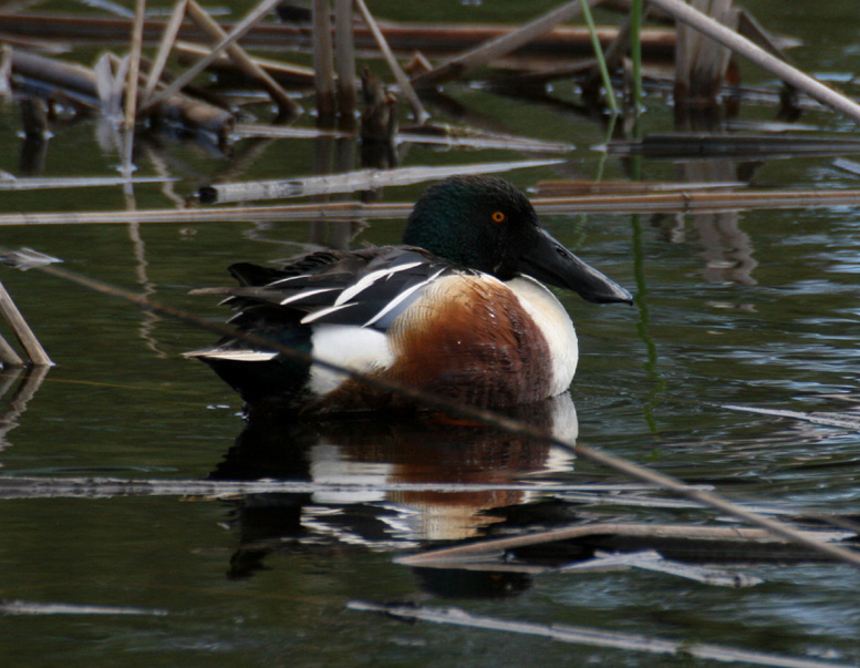 Shoveler