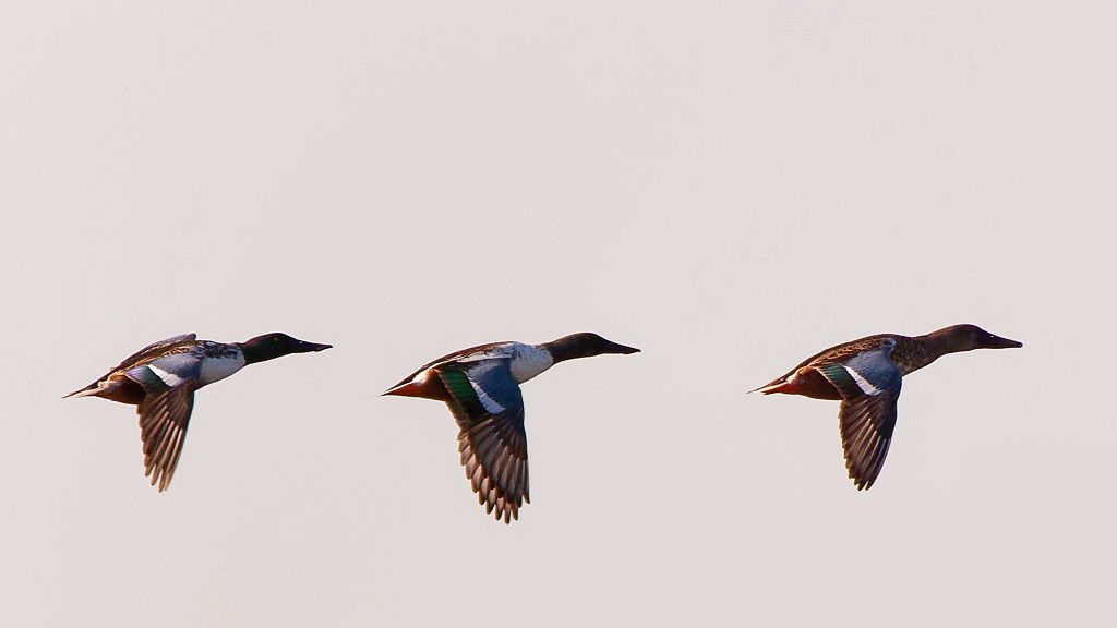 Shovelers in flight