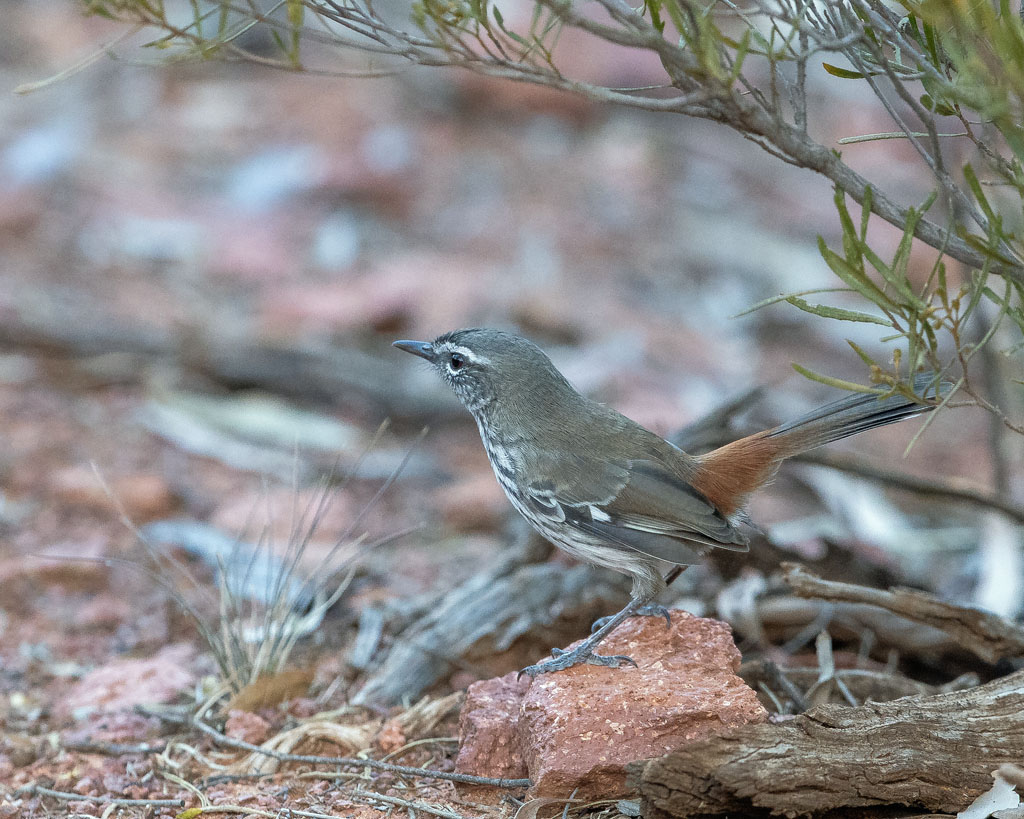 Shy Heathwren