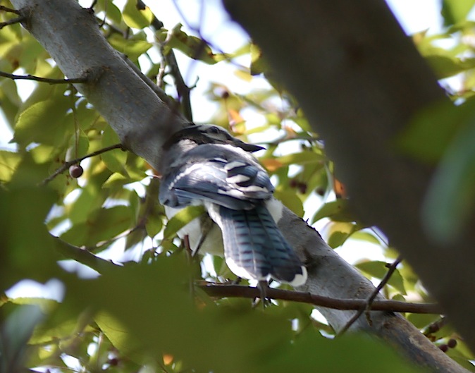 Shy young blue jay