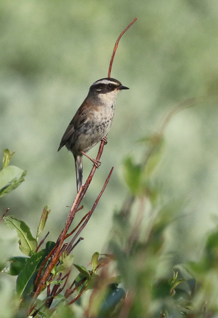 Siberian Accentor, Prunella montanella