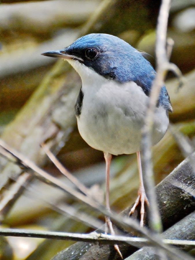 Siberian Blue Robin