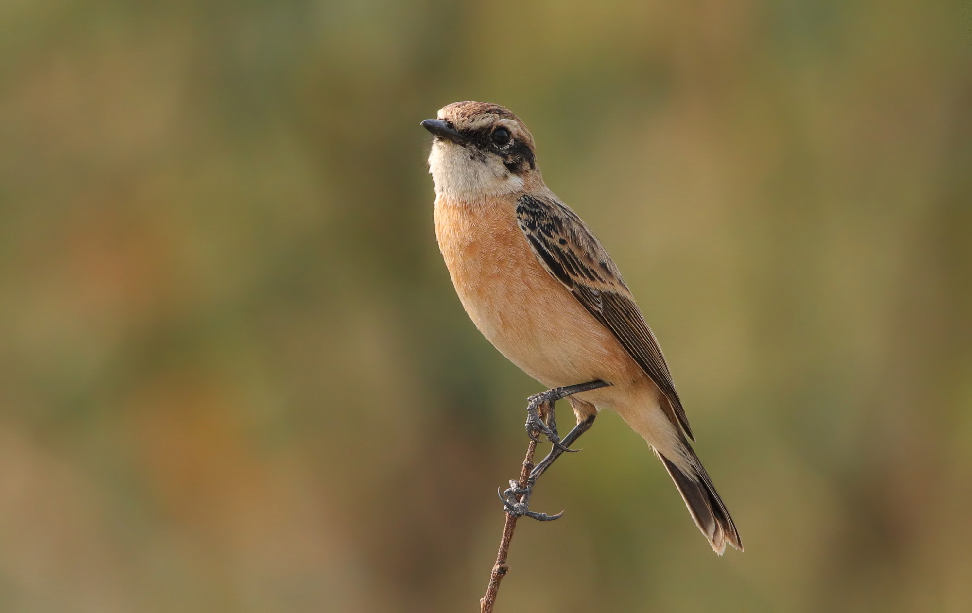 Siberian stonechat