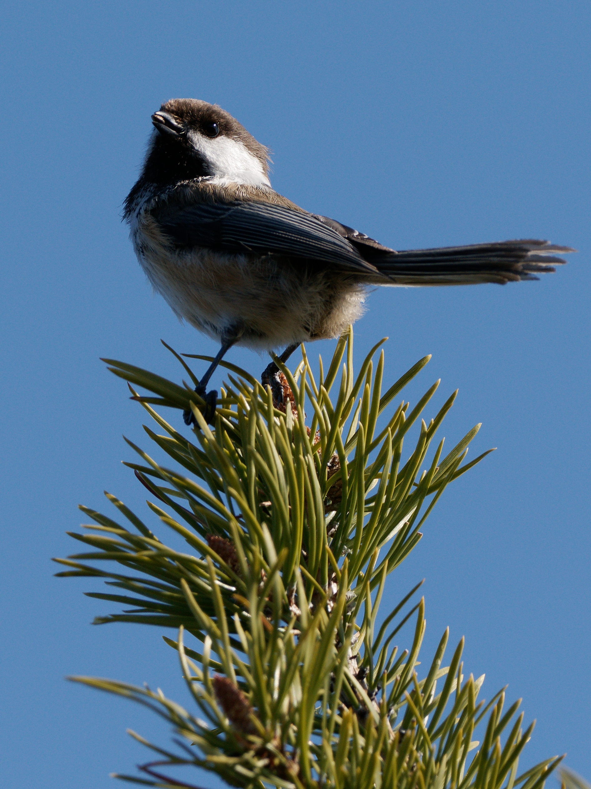 Siberian tit