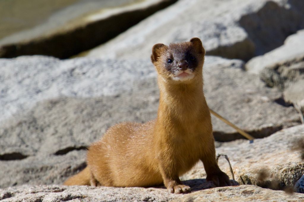 Siberian Weasel