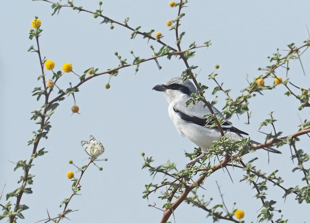 signs of Spring