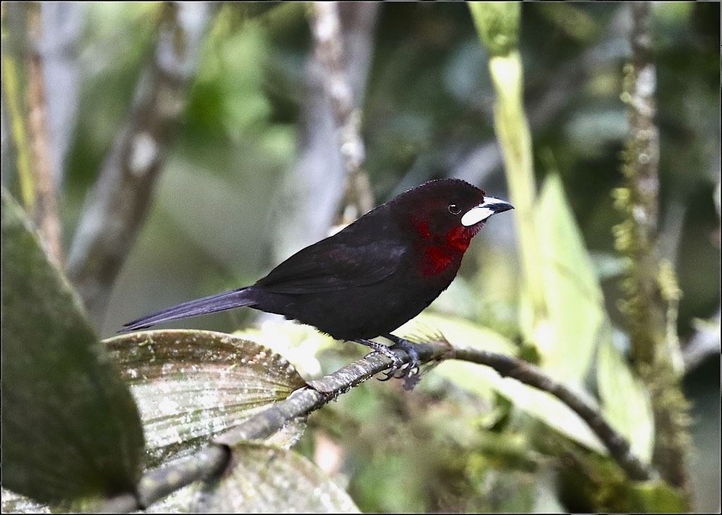 Silver-beaked Tanager (male)