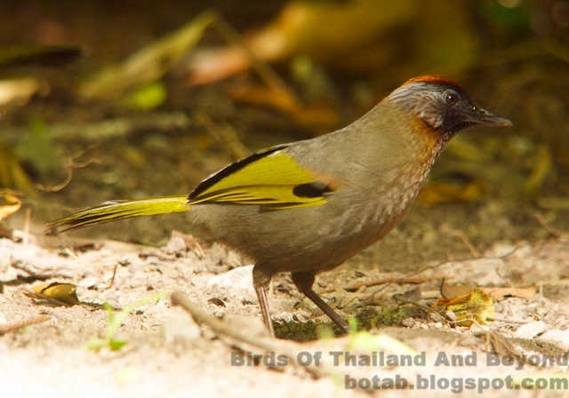 Silver-eared Laughingthrush